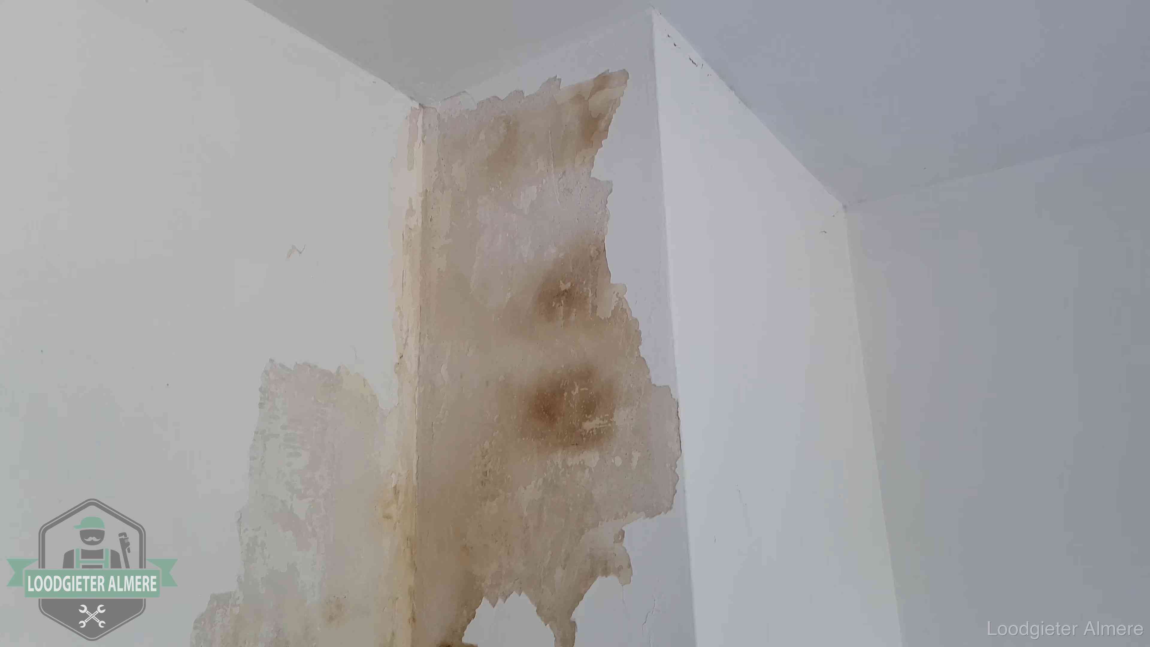 Daklekkage herkennen in Almere Bruine vochtkringen en afbladderend stucwerk op een binnenmuur in Almere, een eerste teken van daklekkage